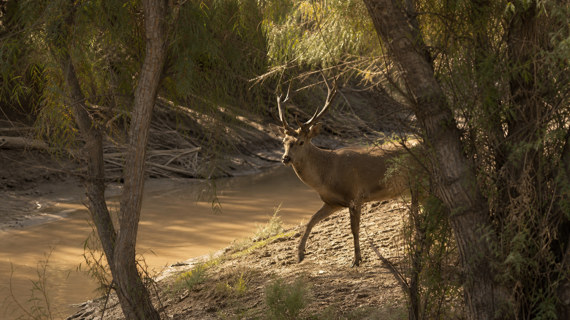 Bukhara Deer - Poster still