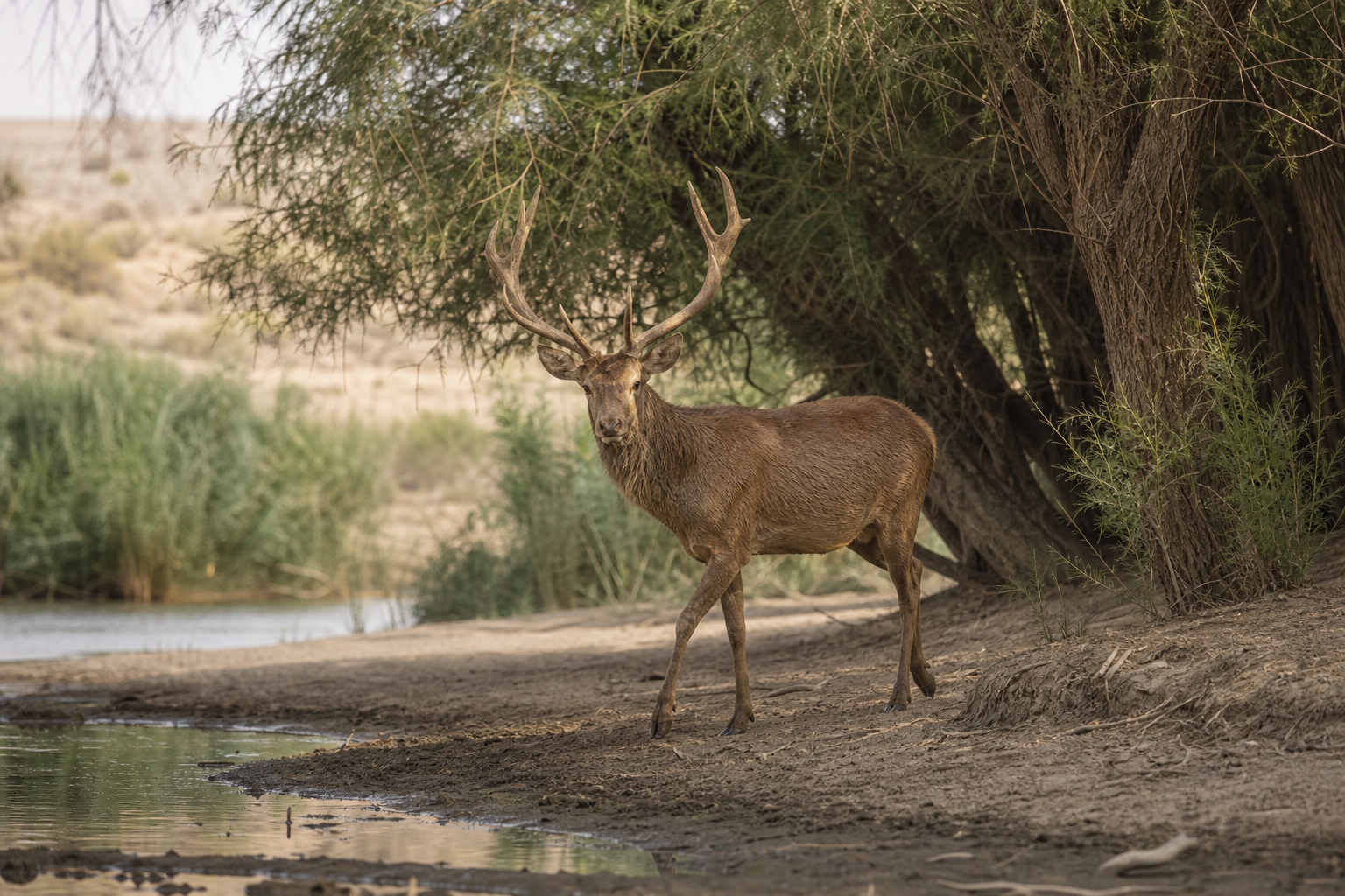 Bukhara Deer