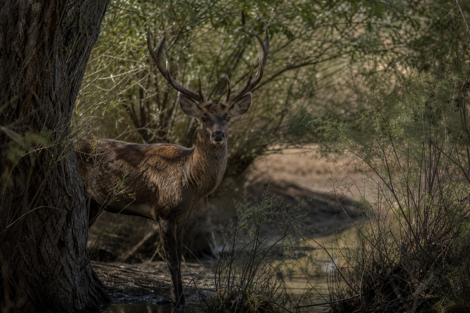 Bukhara Deer - Conservation Photography