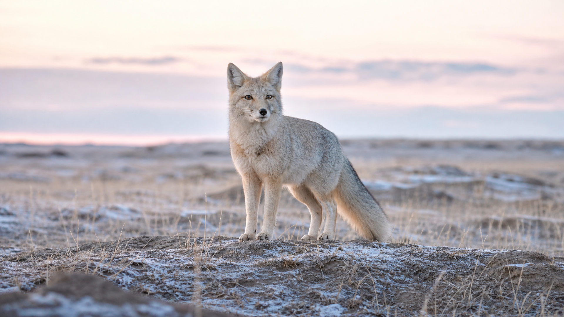 Corsac Fox - Poster still
