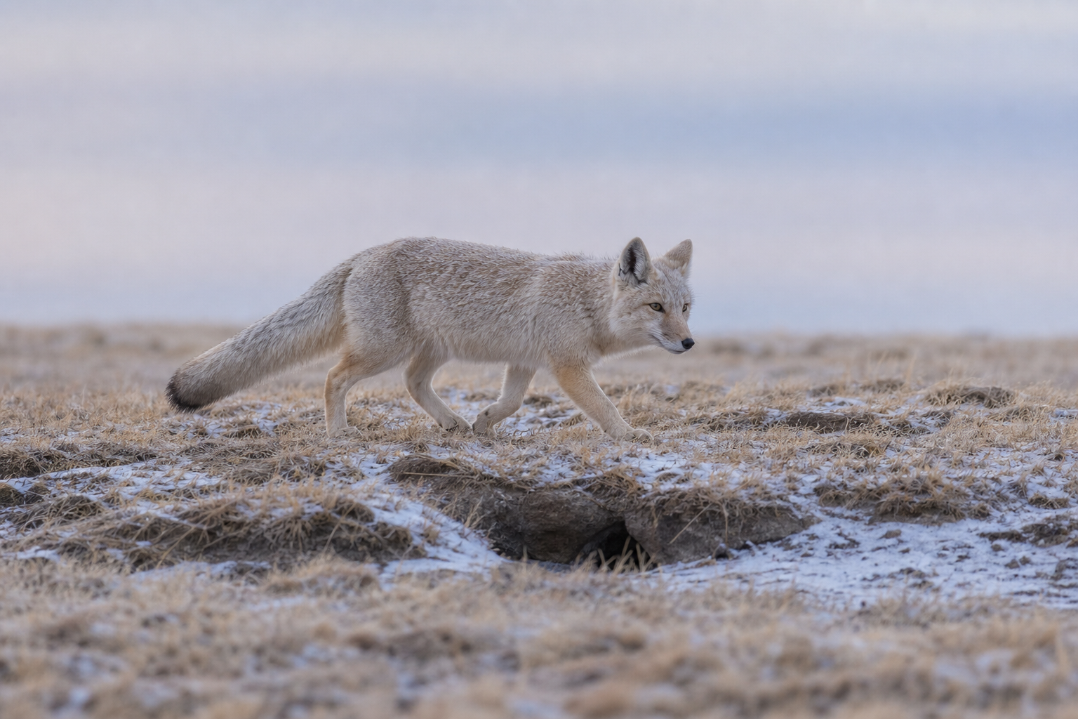 Corsac Fox