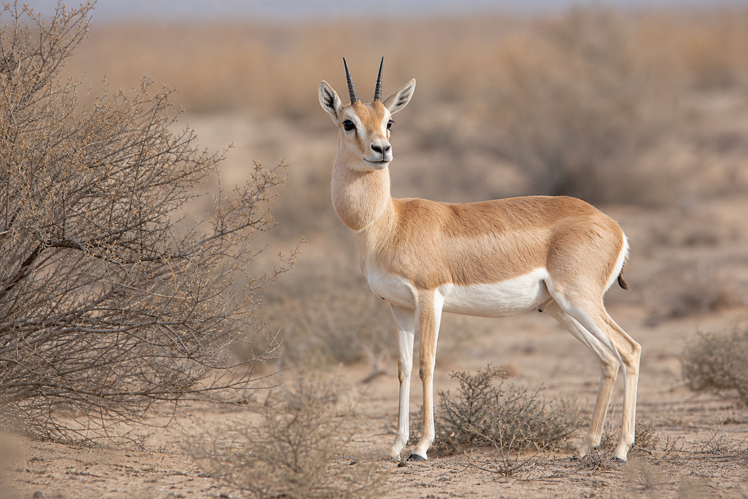 Goitered Gazelle