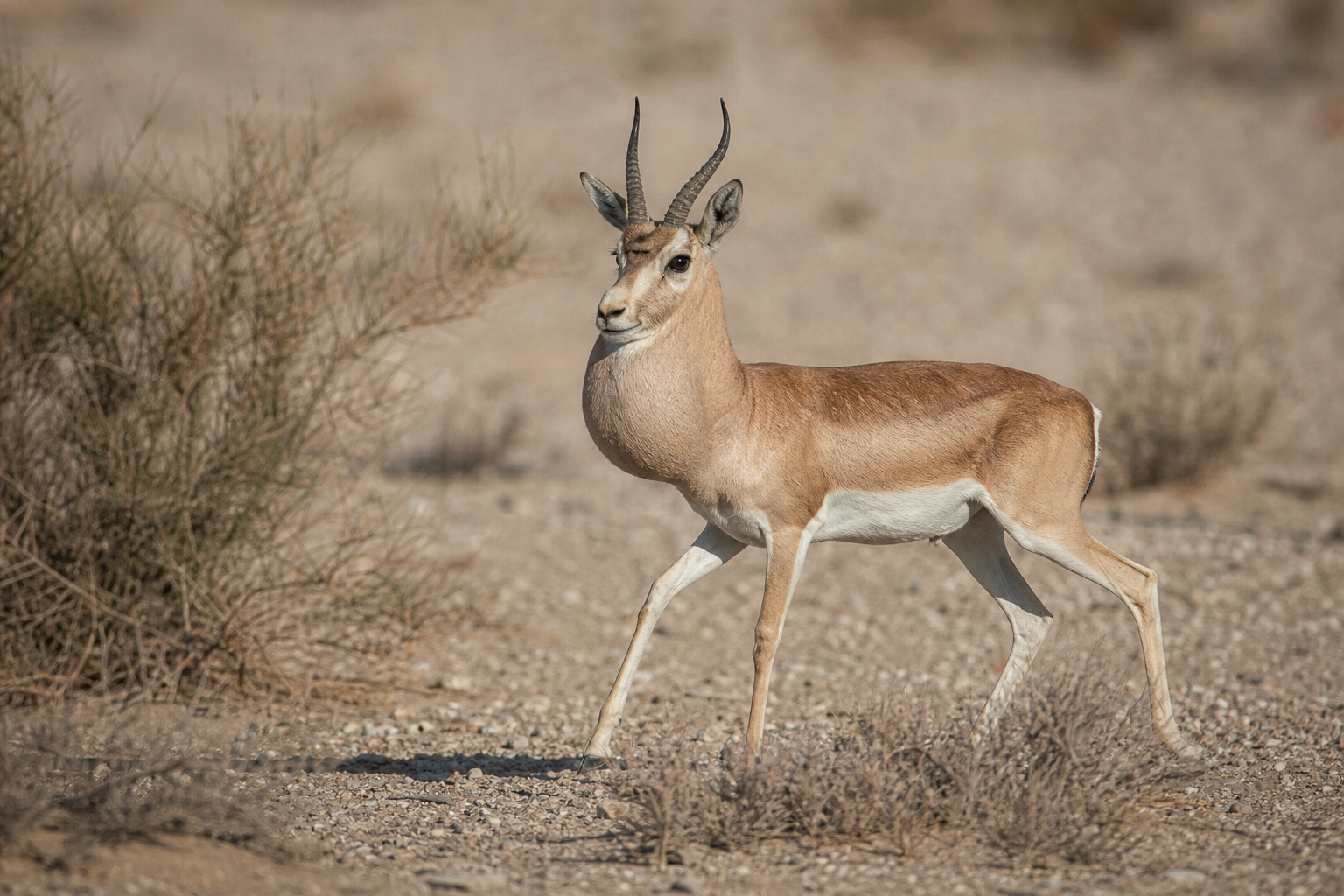 Goitered Gazelle - Conservation Photography