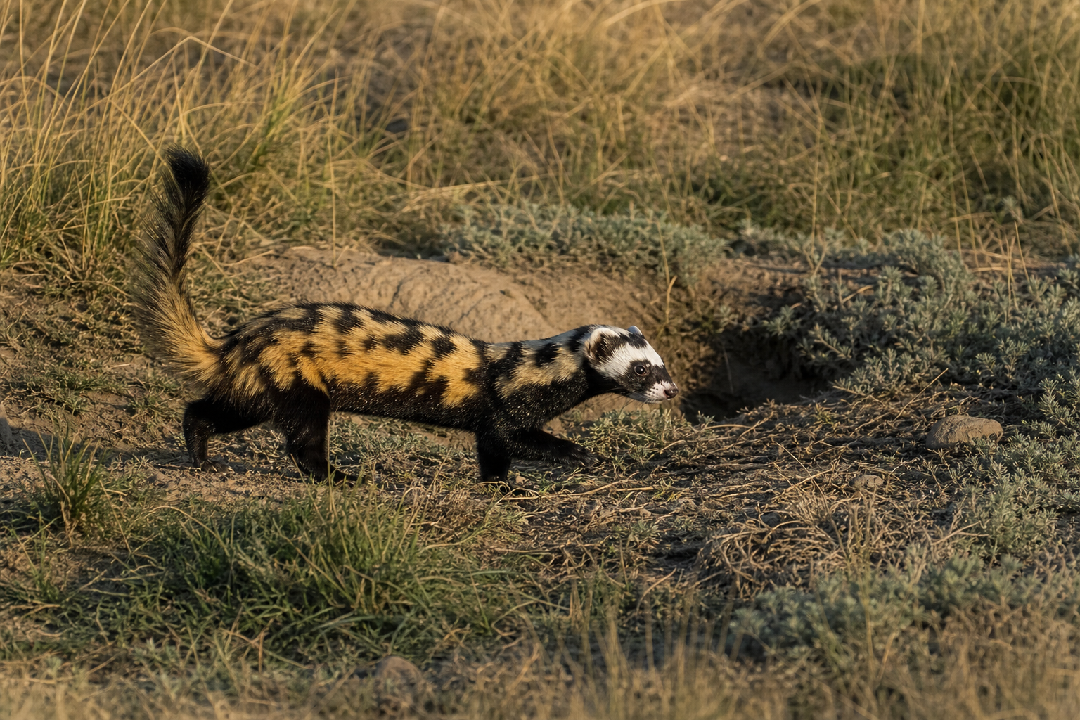Marbled Polecat