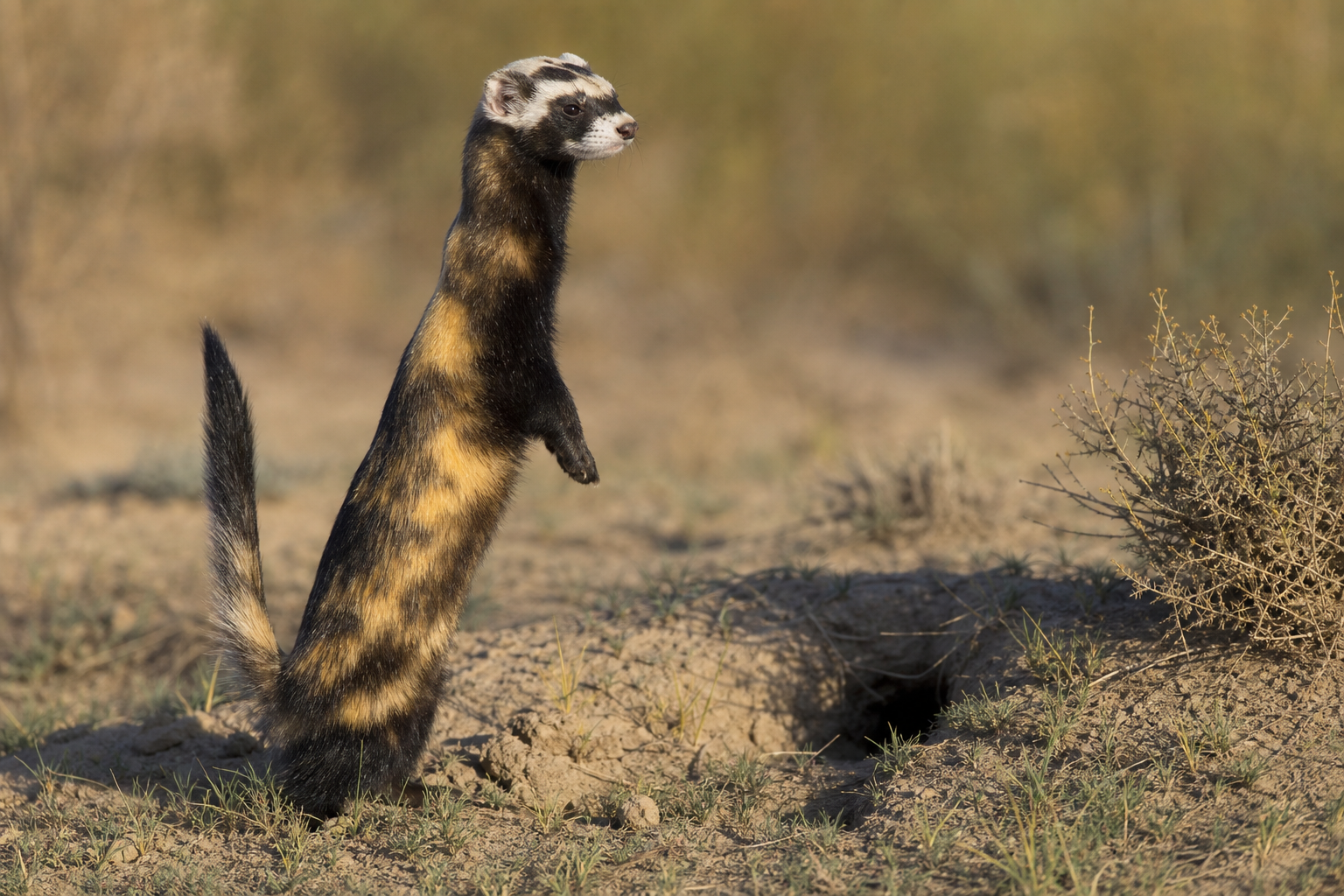 Marbled Polecat - Conservation Photography