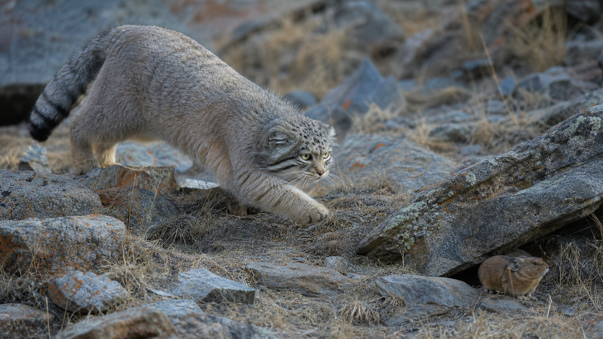 Pallas's Cat - Poster still