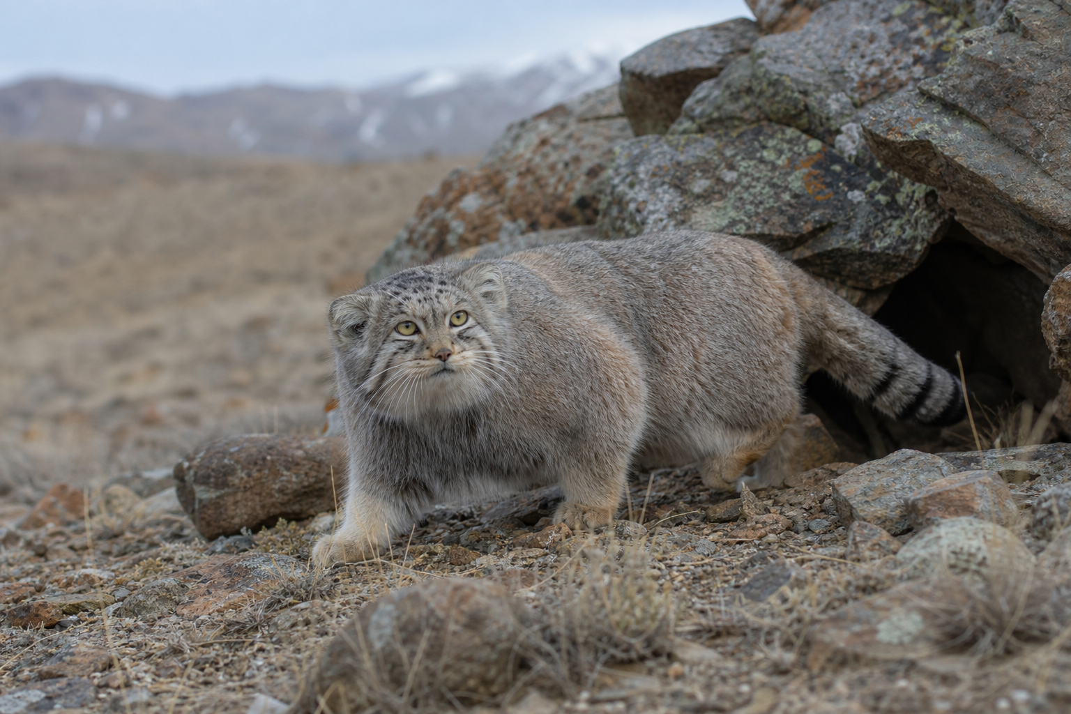 Pallas's Cat