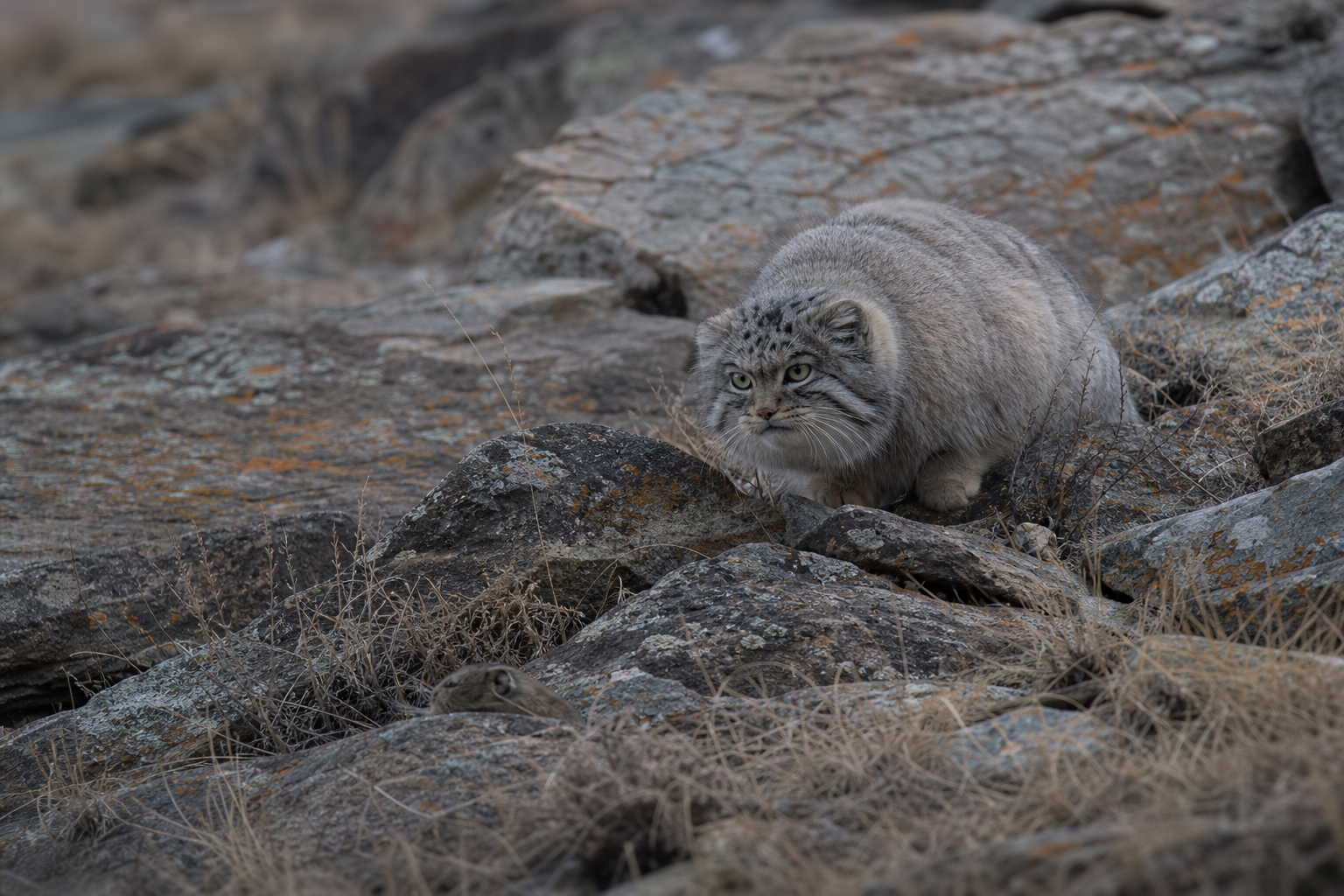 Pallas's Cat - Conservation Photography