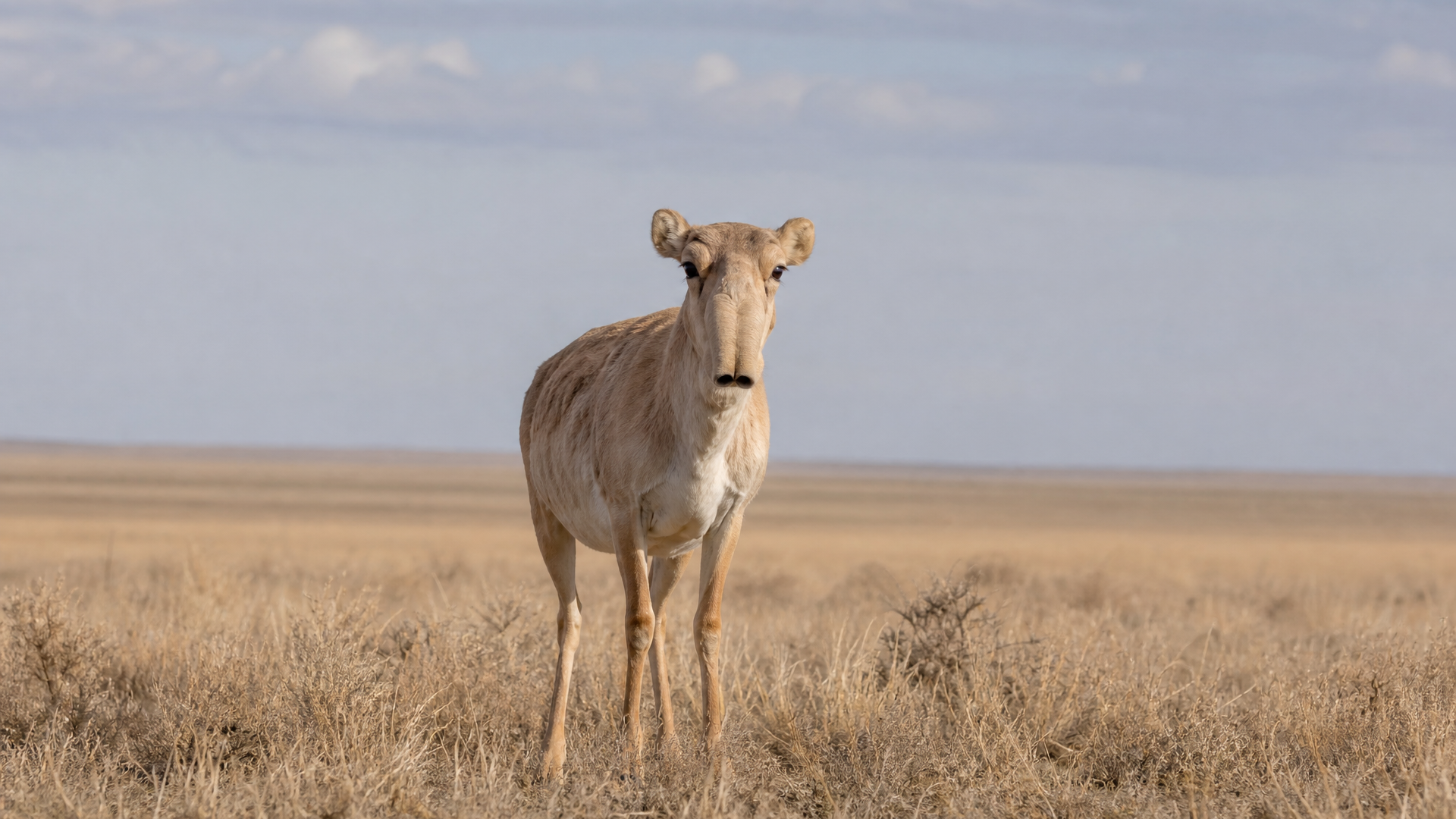 Saiga Antelope - Poster still