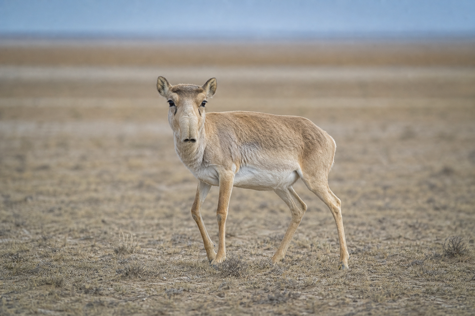 Saiga Antelope