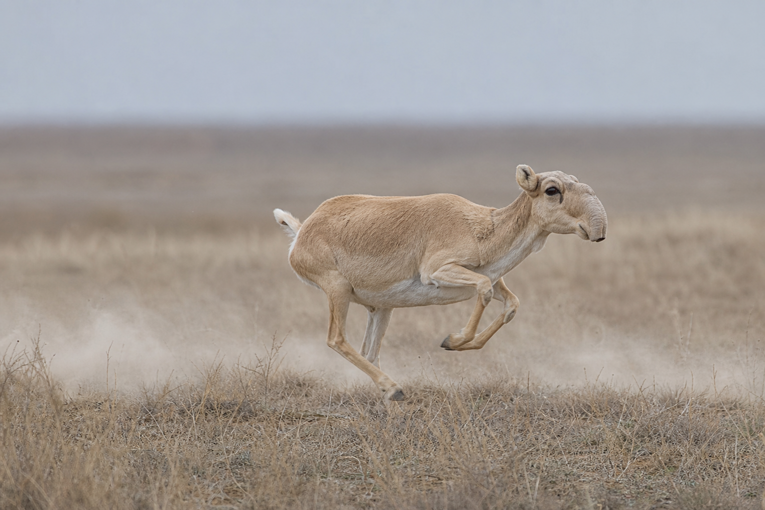 Saiga Antelope - Conservation Photography