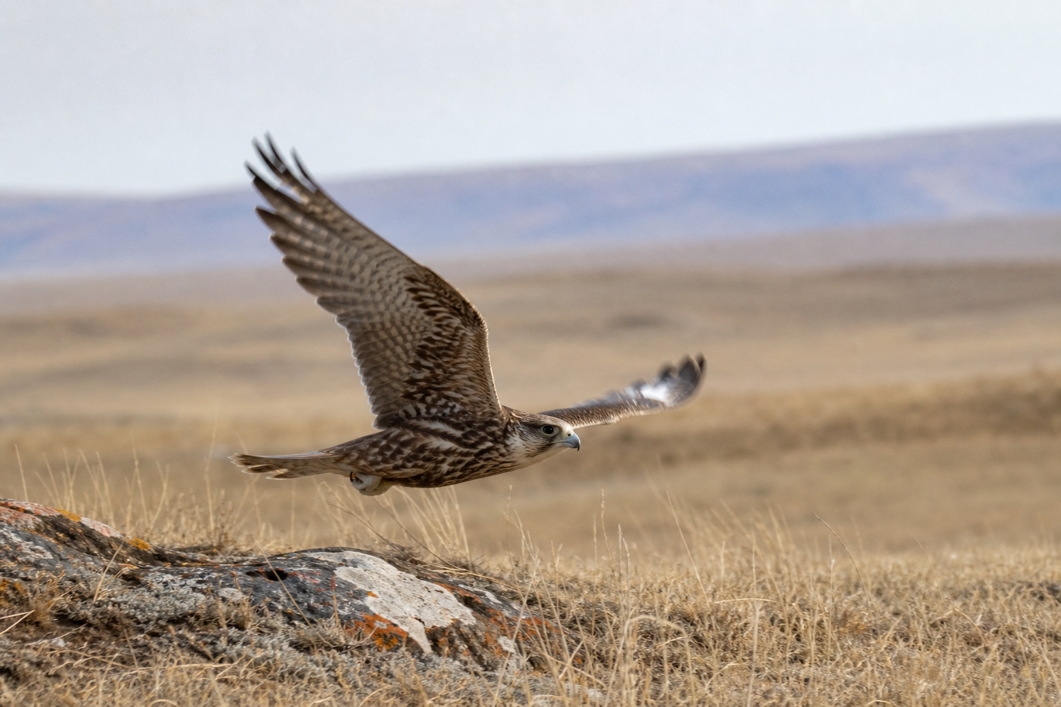 Saker Falcon - Conservation Photography