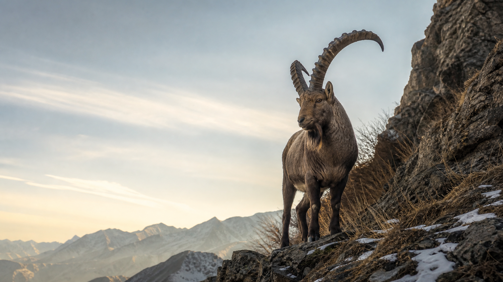 Siberian Ibex - Poster still