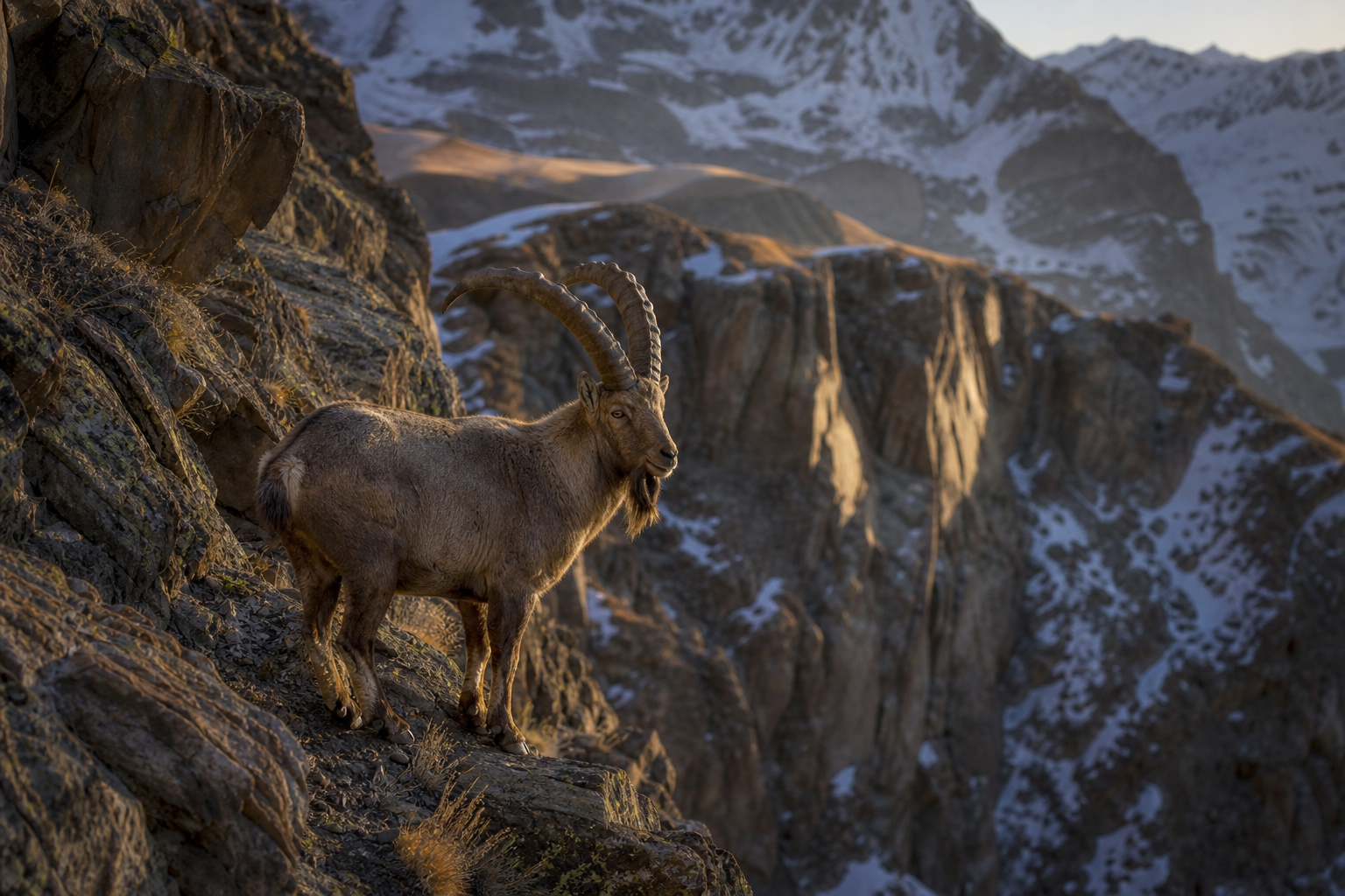 Siberian Ibex