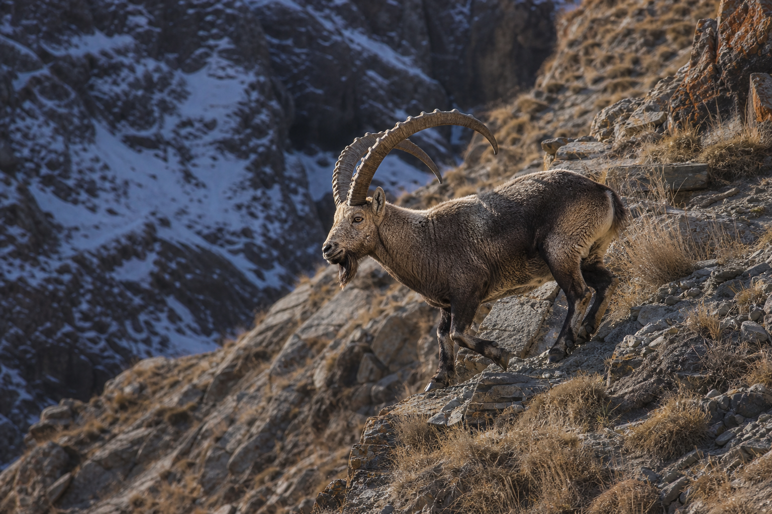 Siberian Ibex - Conservation Photography