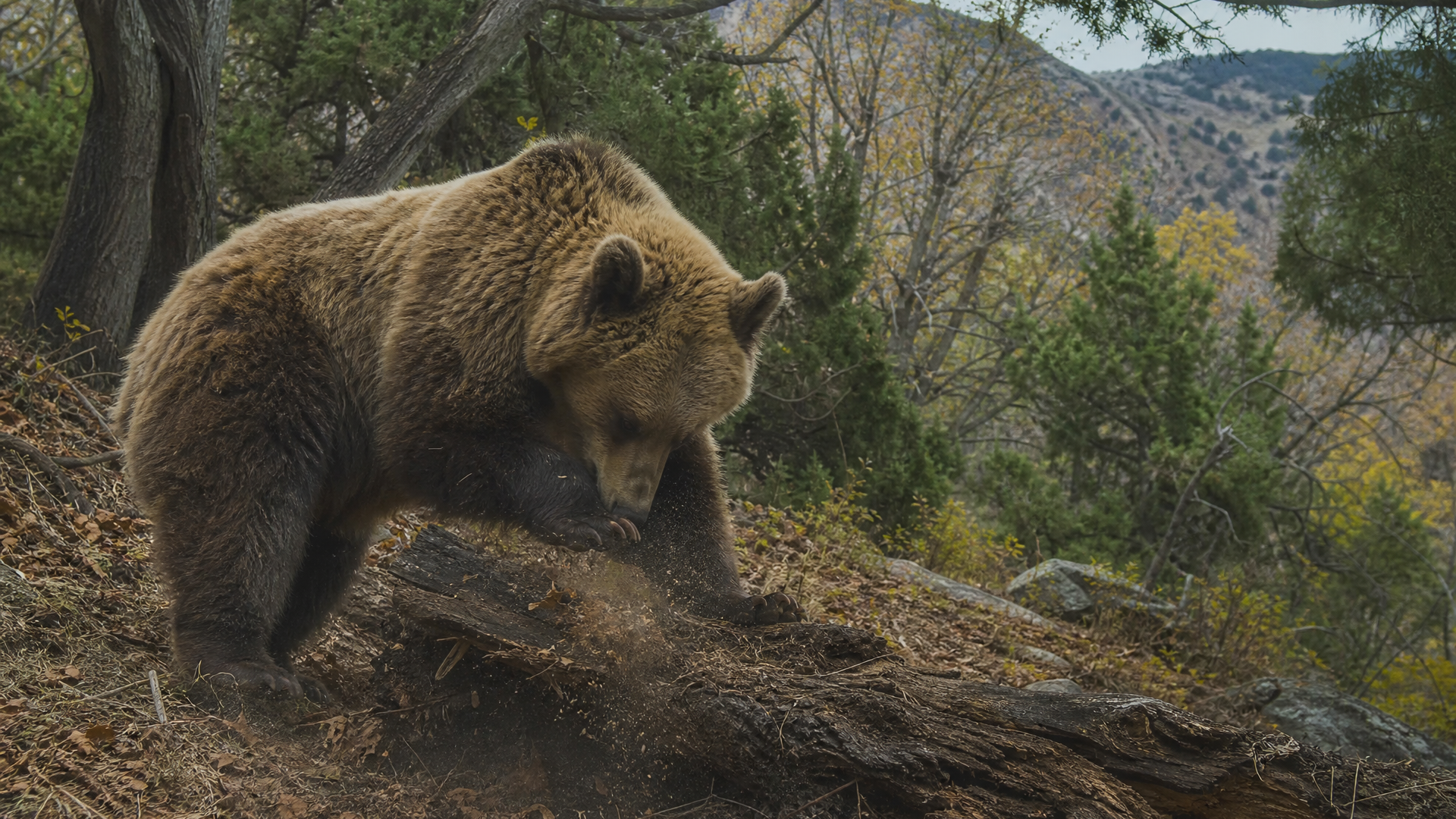 Tien Shan Brown Bear - Poster still