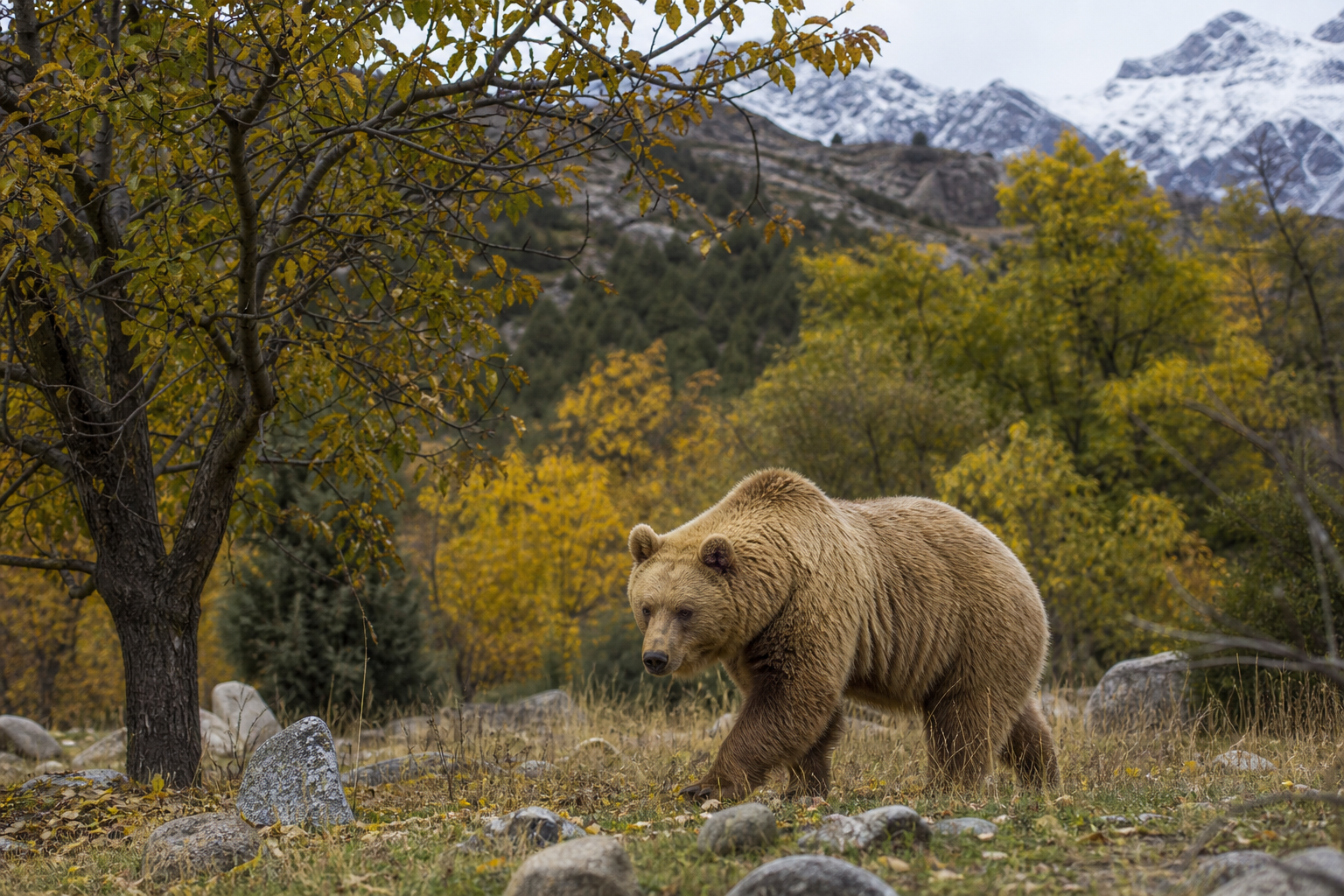 Tien Shan Brown Bear
