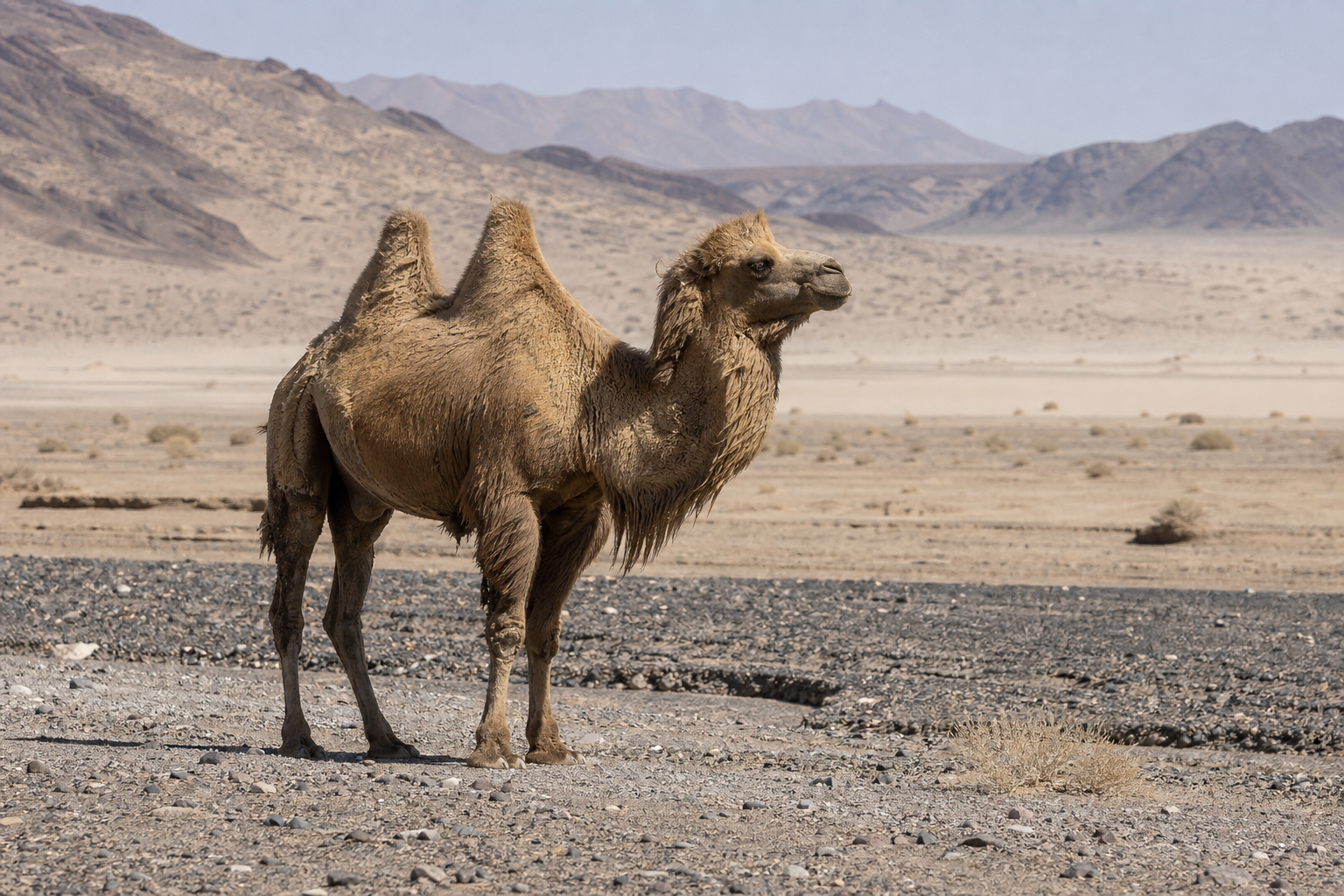 Wild Bactrian Camel