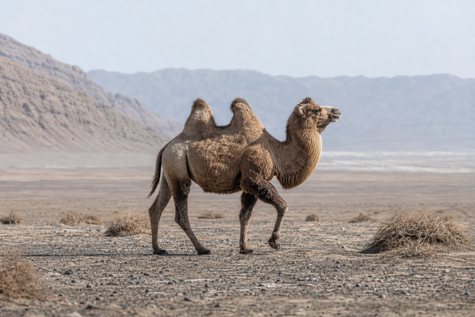Wild Bactrian Camel - Conservation Photography
