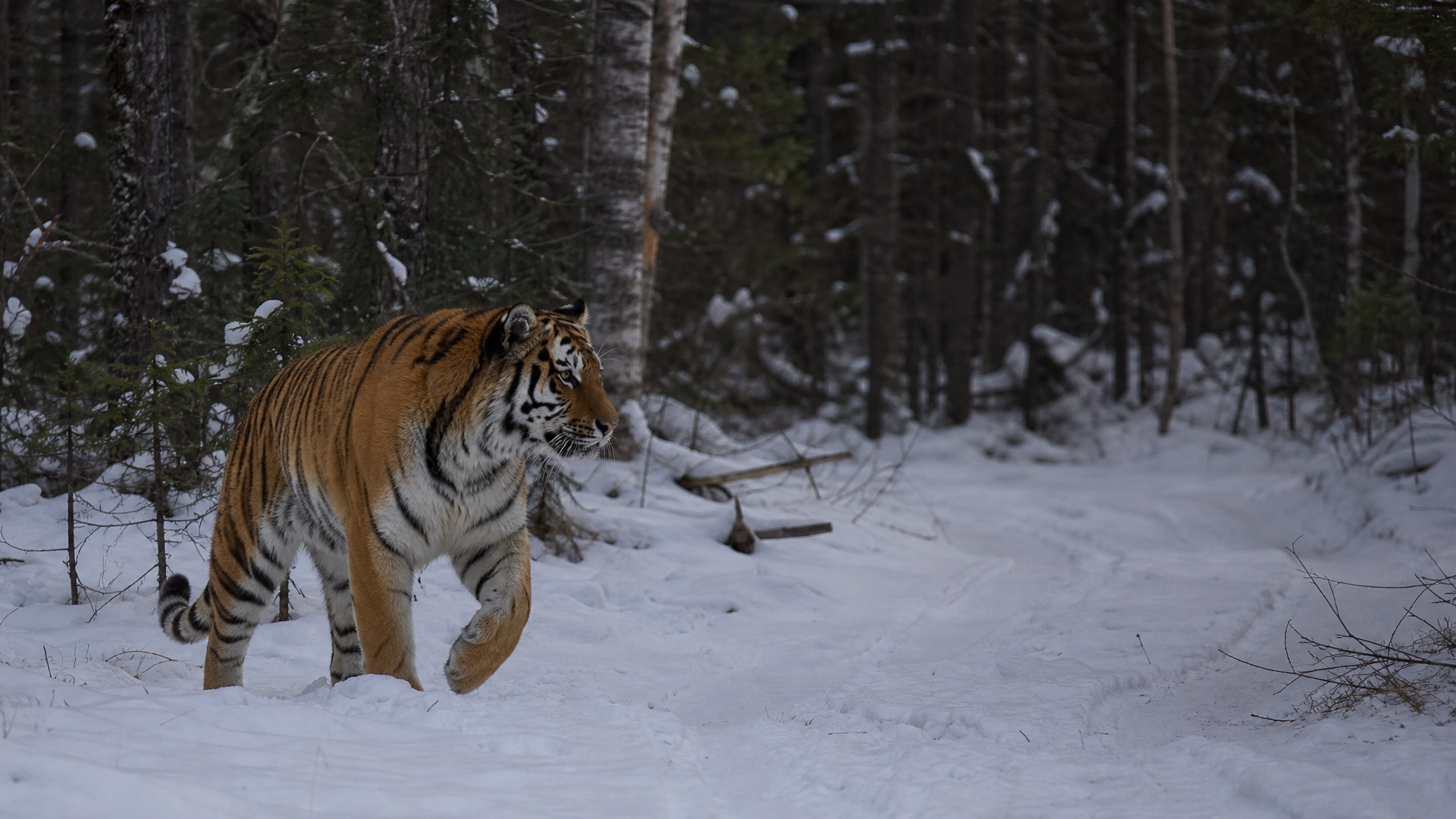 Amur Tiger - Poster still