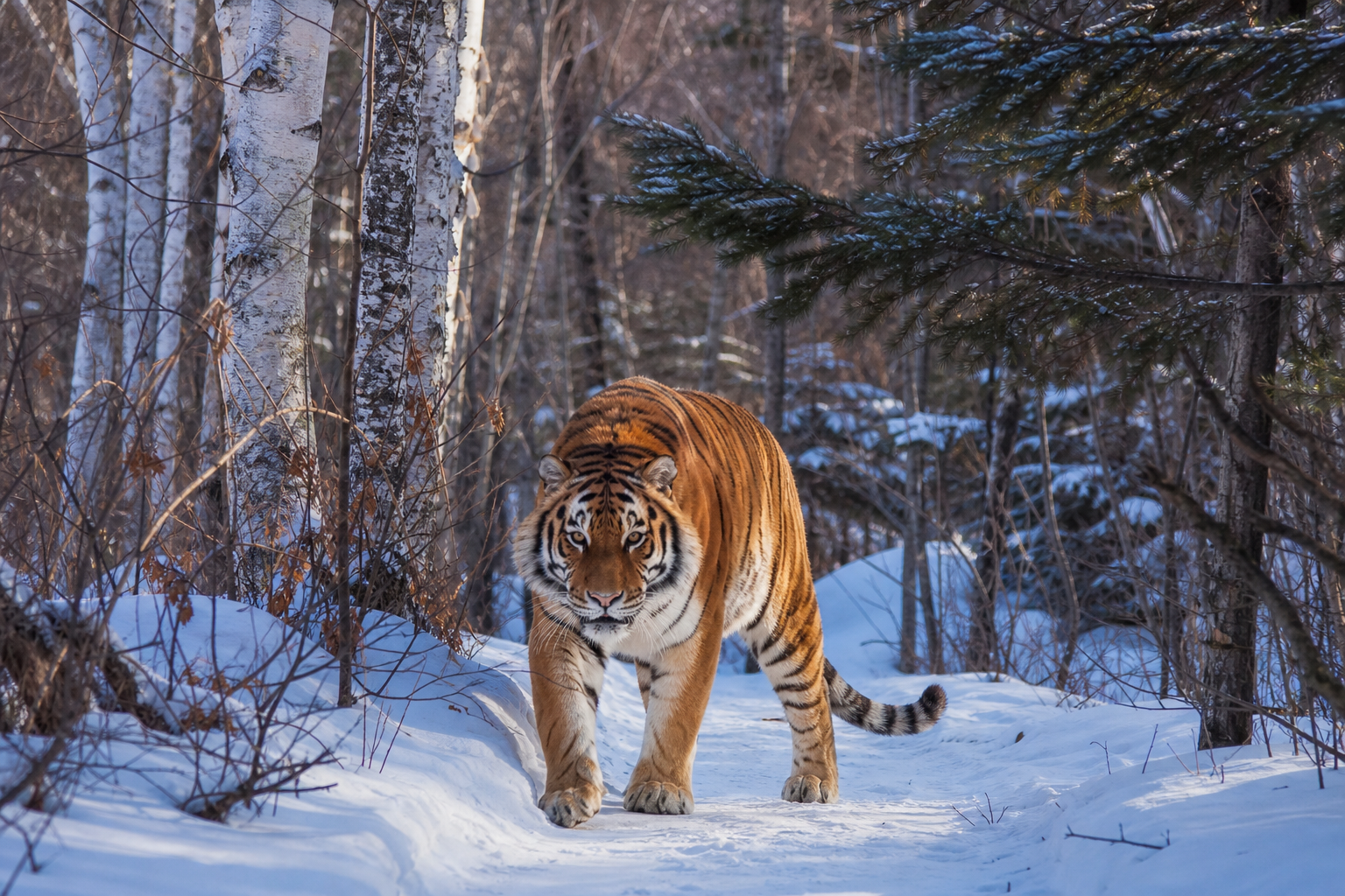 Amur Tiger