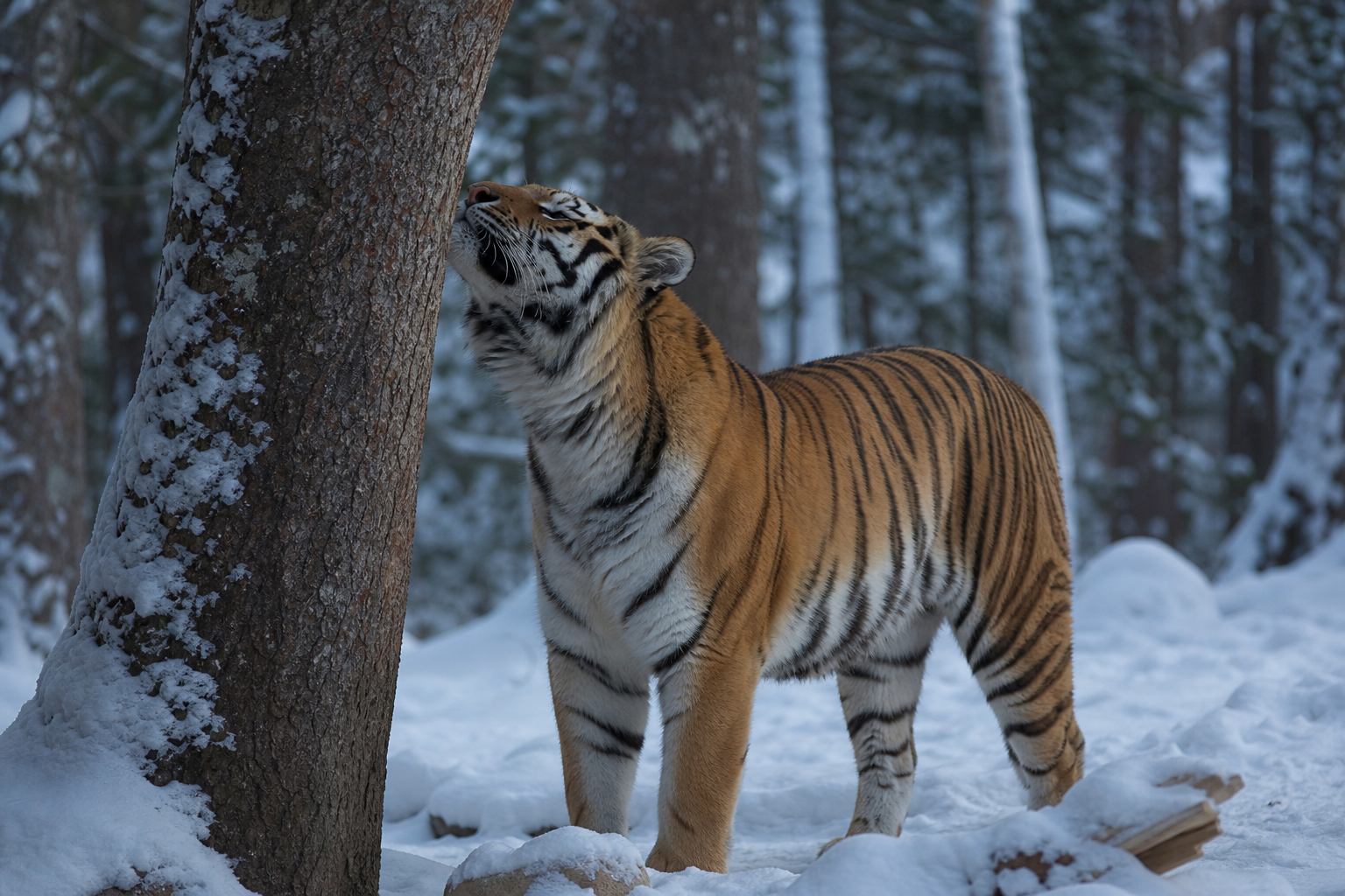 Amur Tiger - Conservation Photography