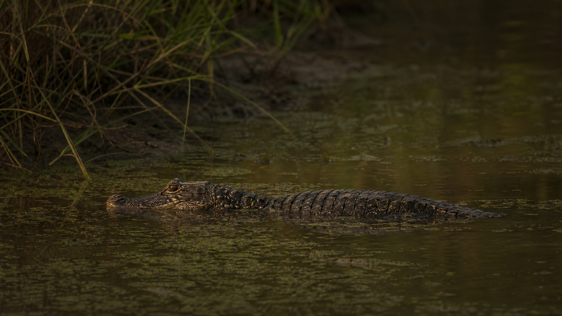 Chinese Alligator - Poster still