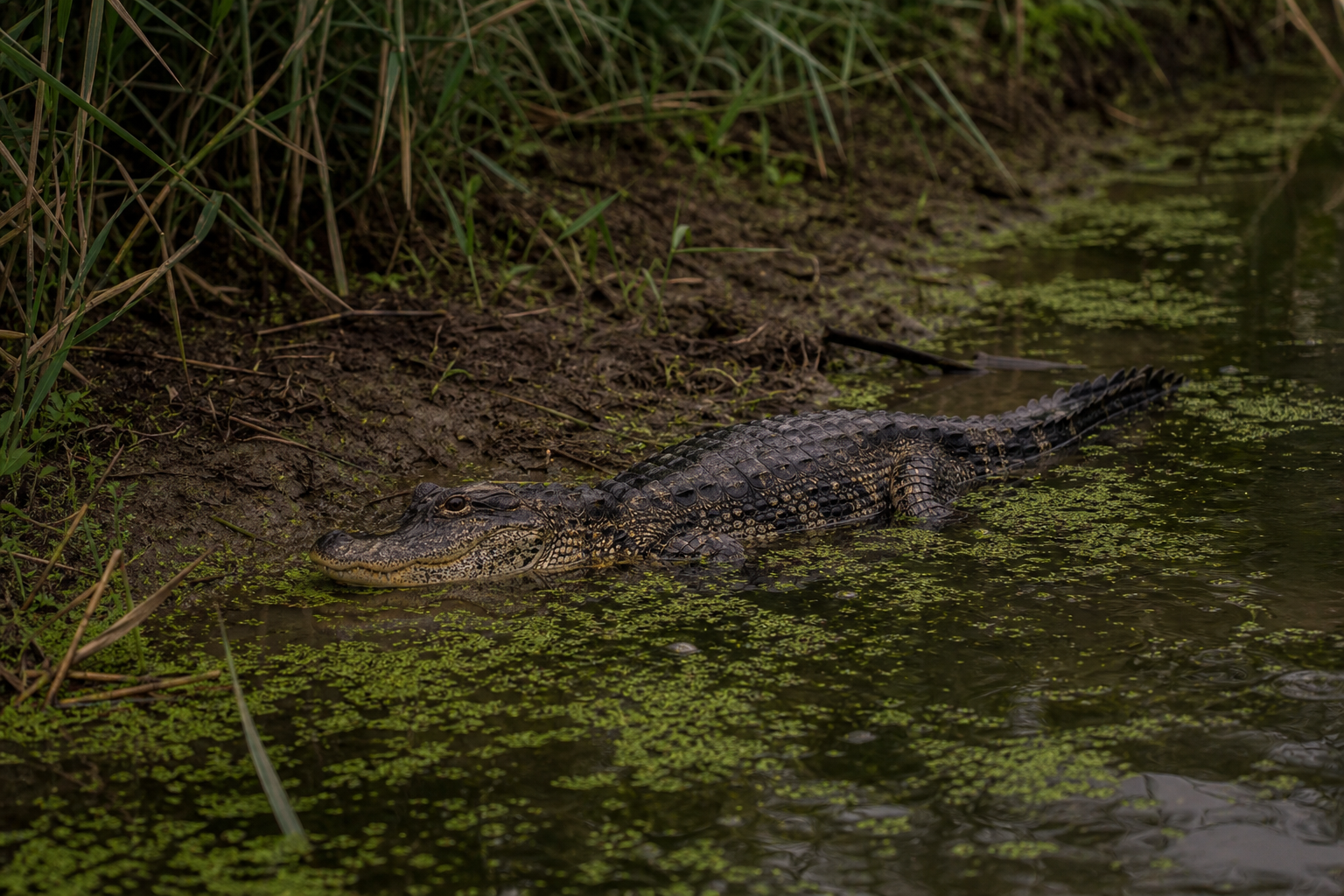 Chinese Alligator