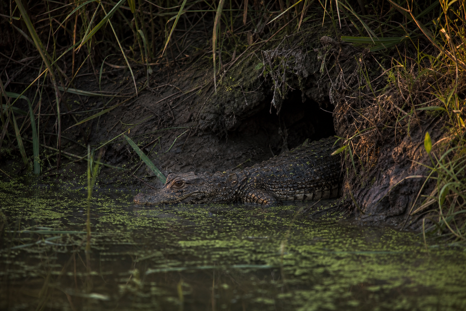 Chinese Alligator - Conservation Photography