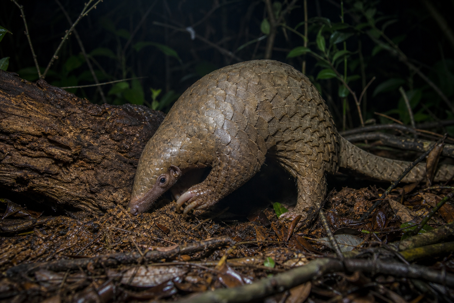 Chinese Pangolin - Conservation Photography