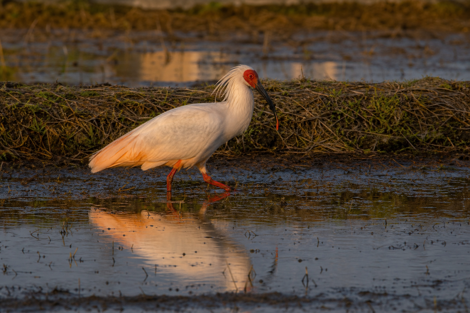 Crested Ibis