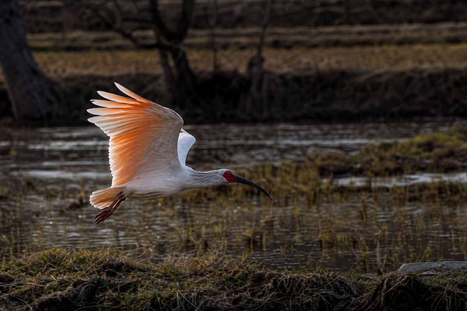 Crested Ibis - Conservation Photography