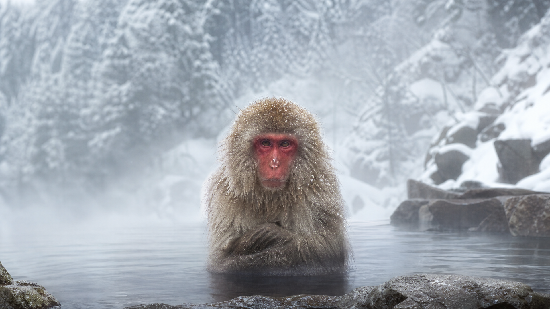 Japanese Macaque - Poster still