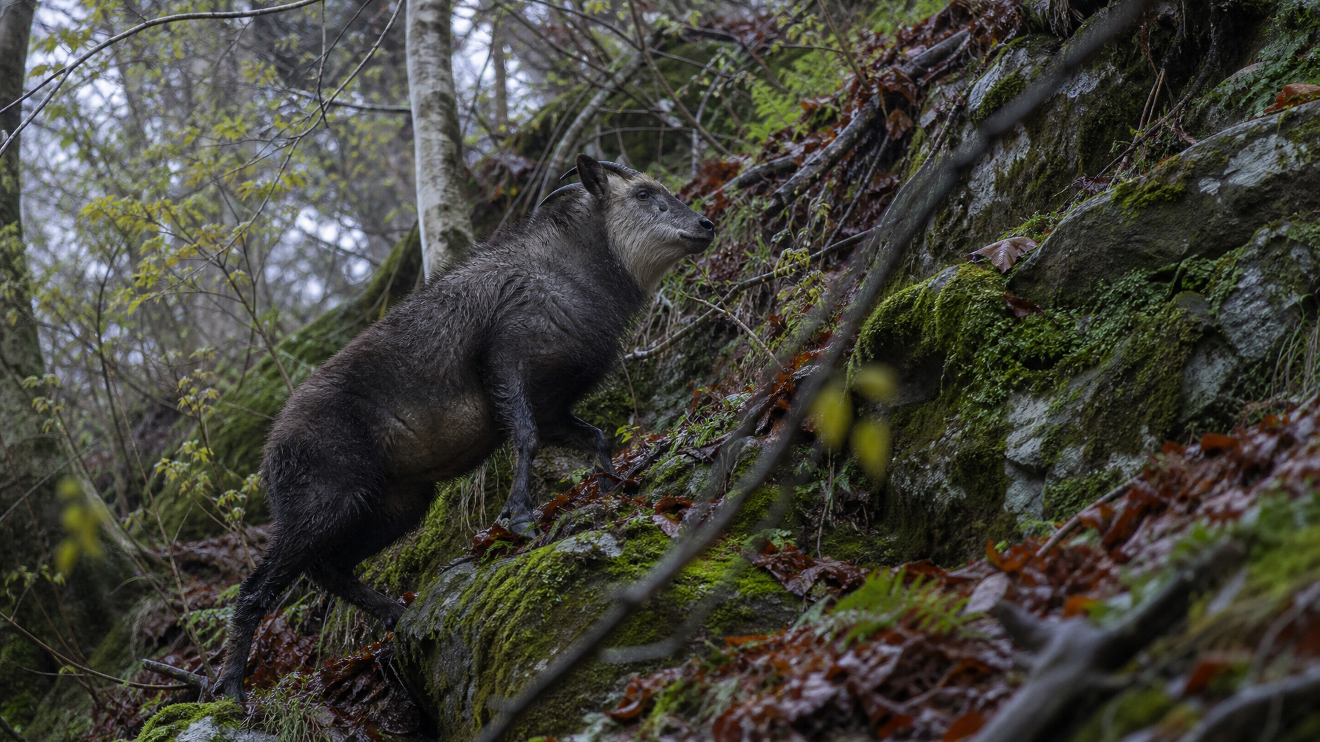 Japanese Serow - Poster still