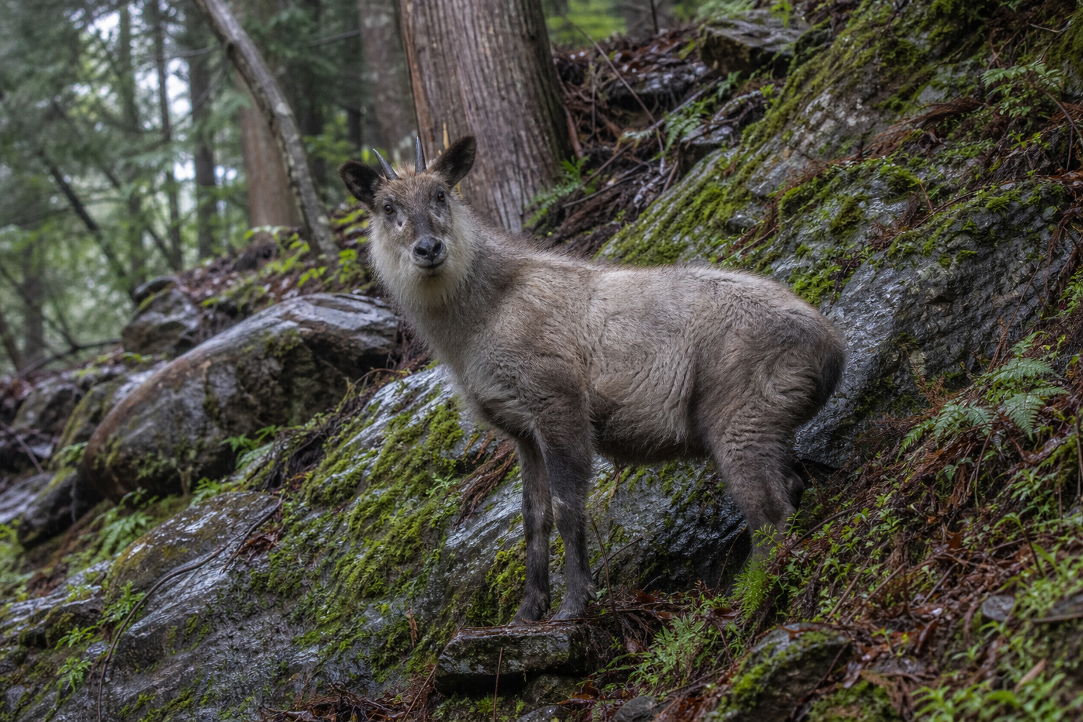 Japanese Serow