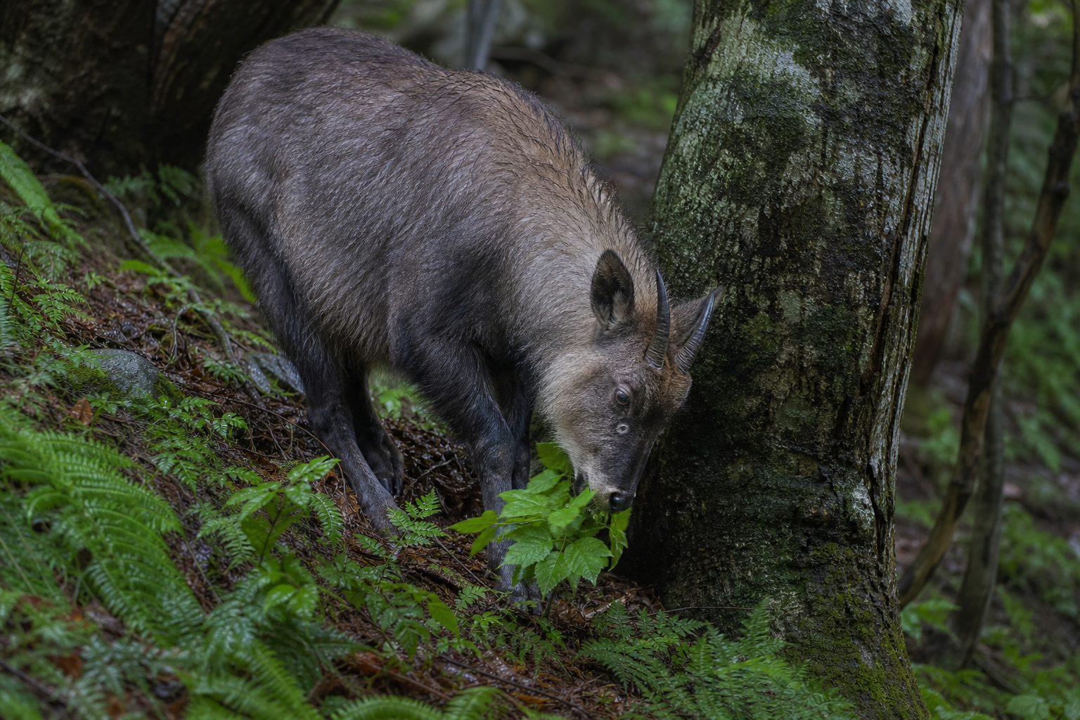 Japanese Serow - Conservation Photography