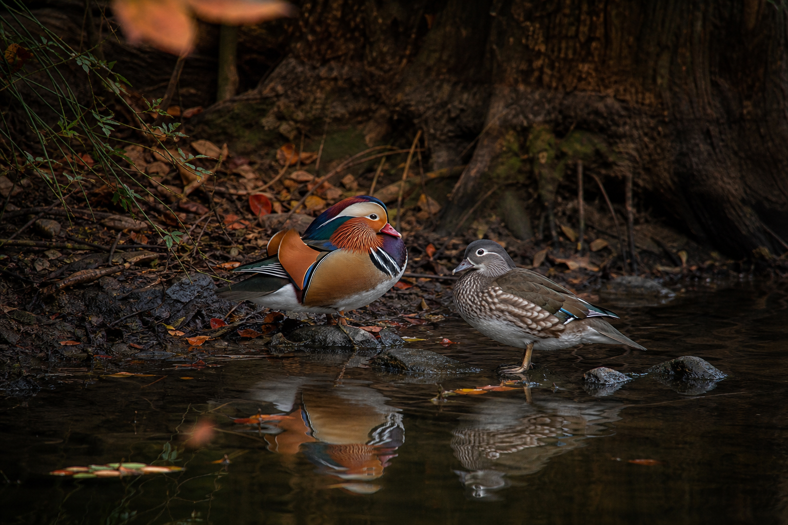 Mandarin Duck - Conservation Photography