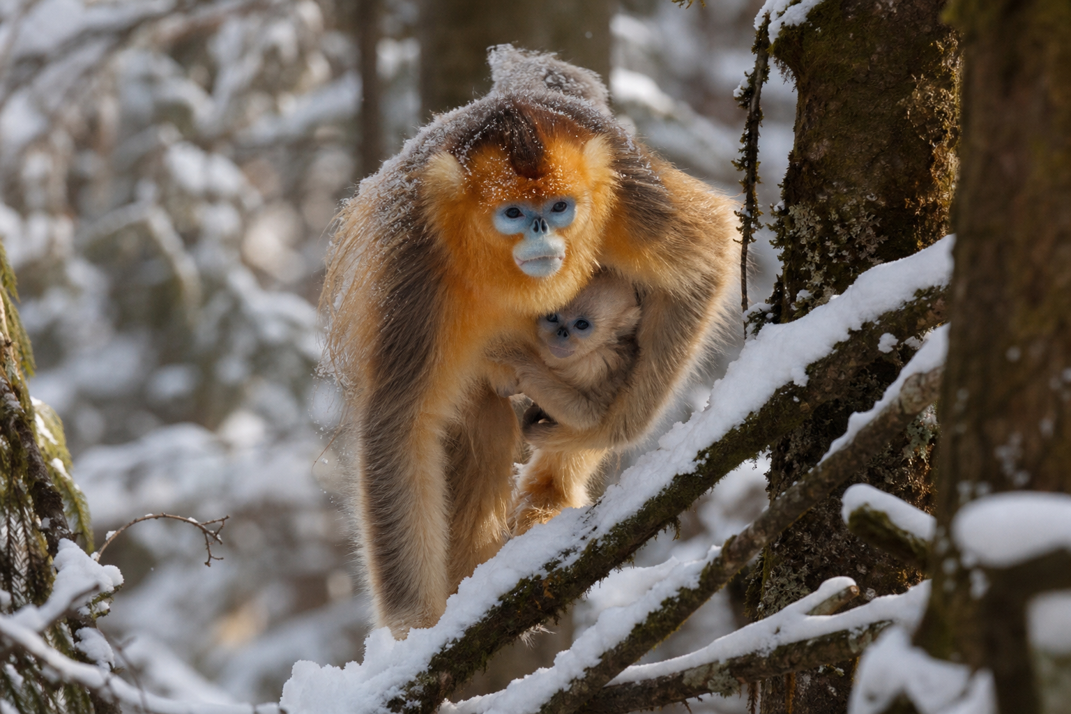 Qinling Golden Snub-nosed Monkey - Conservation Photography