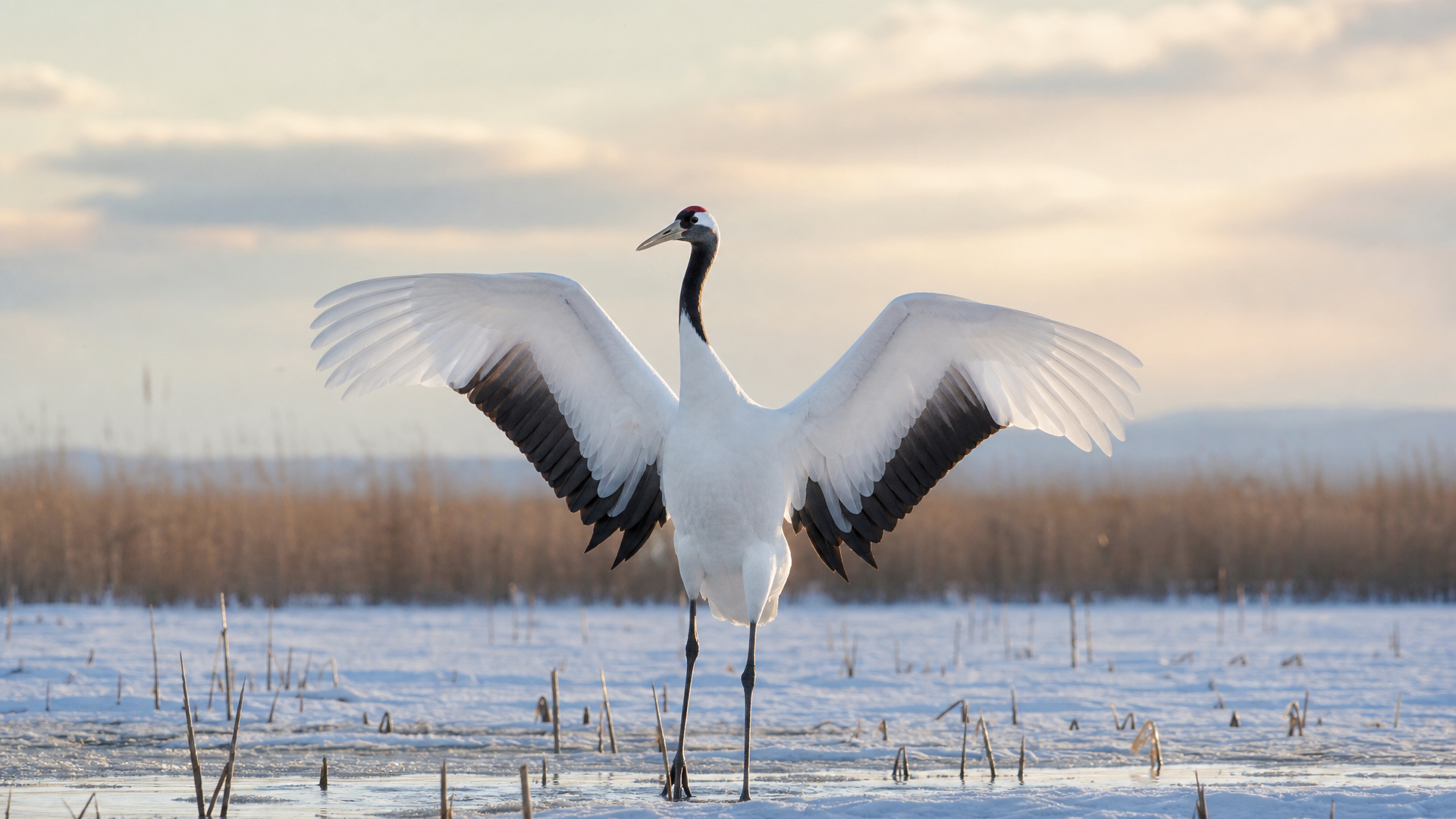 Red-crowned Crane - Poster still