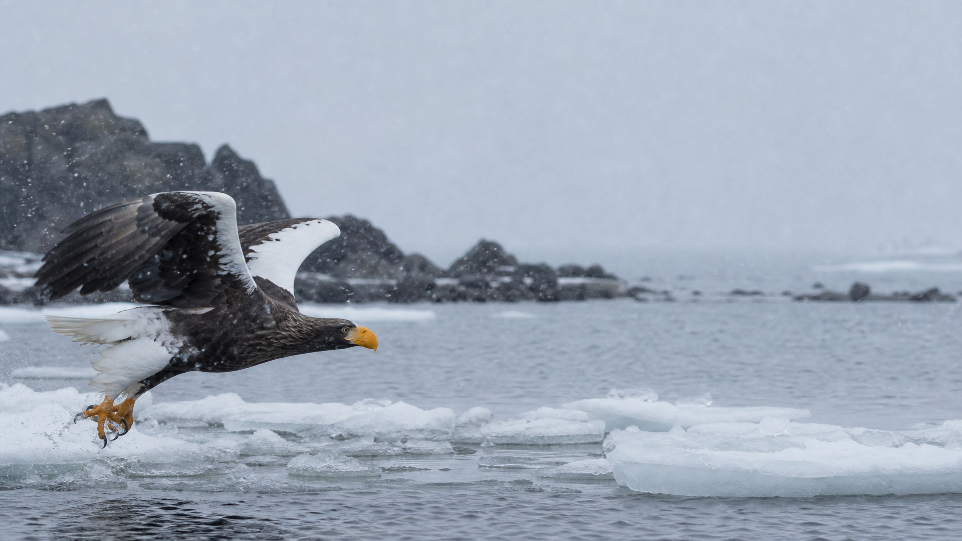 Steller's Sea Eagle - Poster still