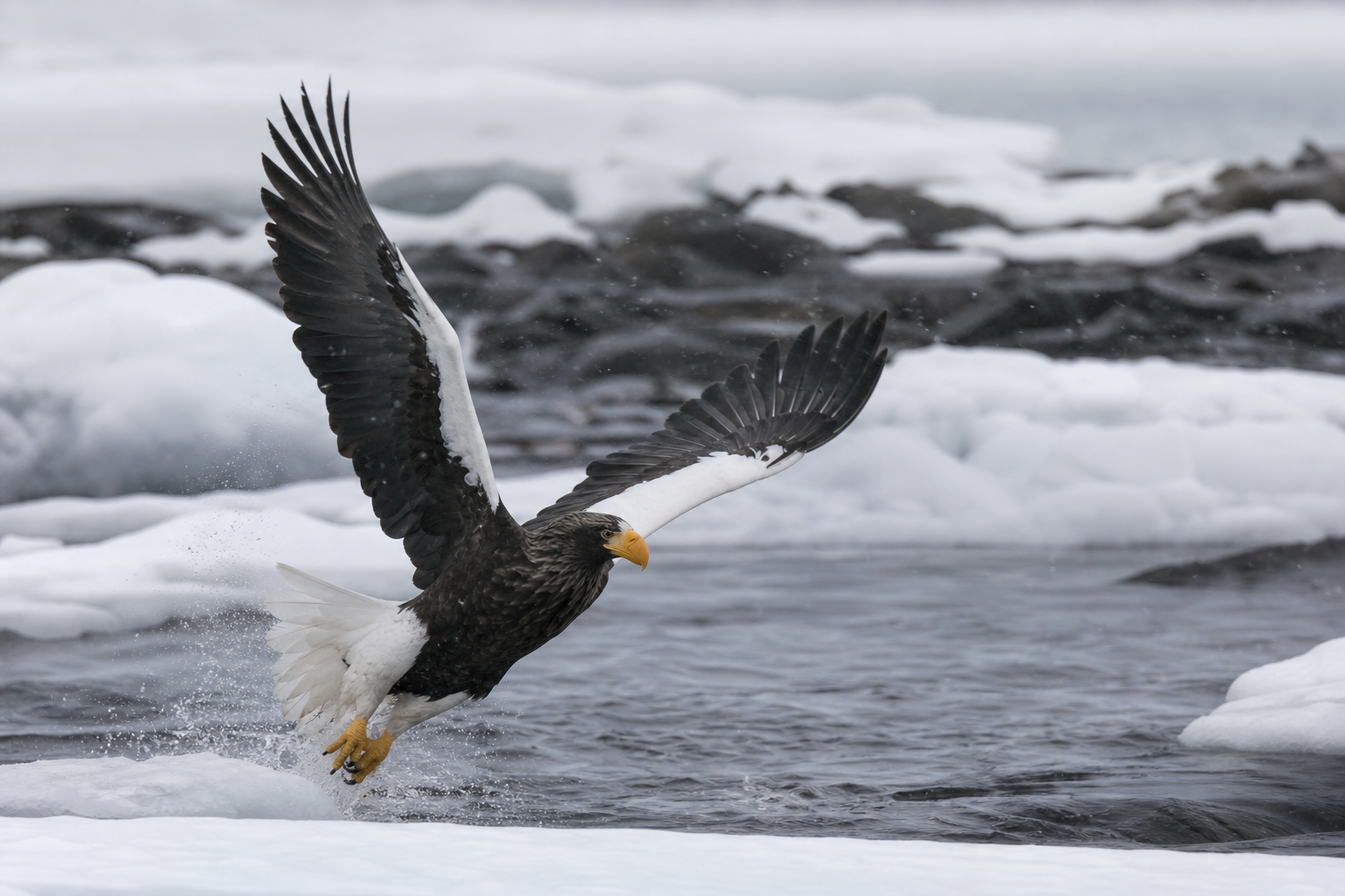 Steller's Sea Eagle - Conservation Photography