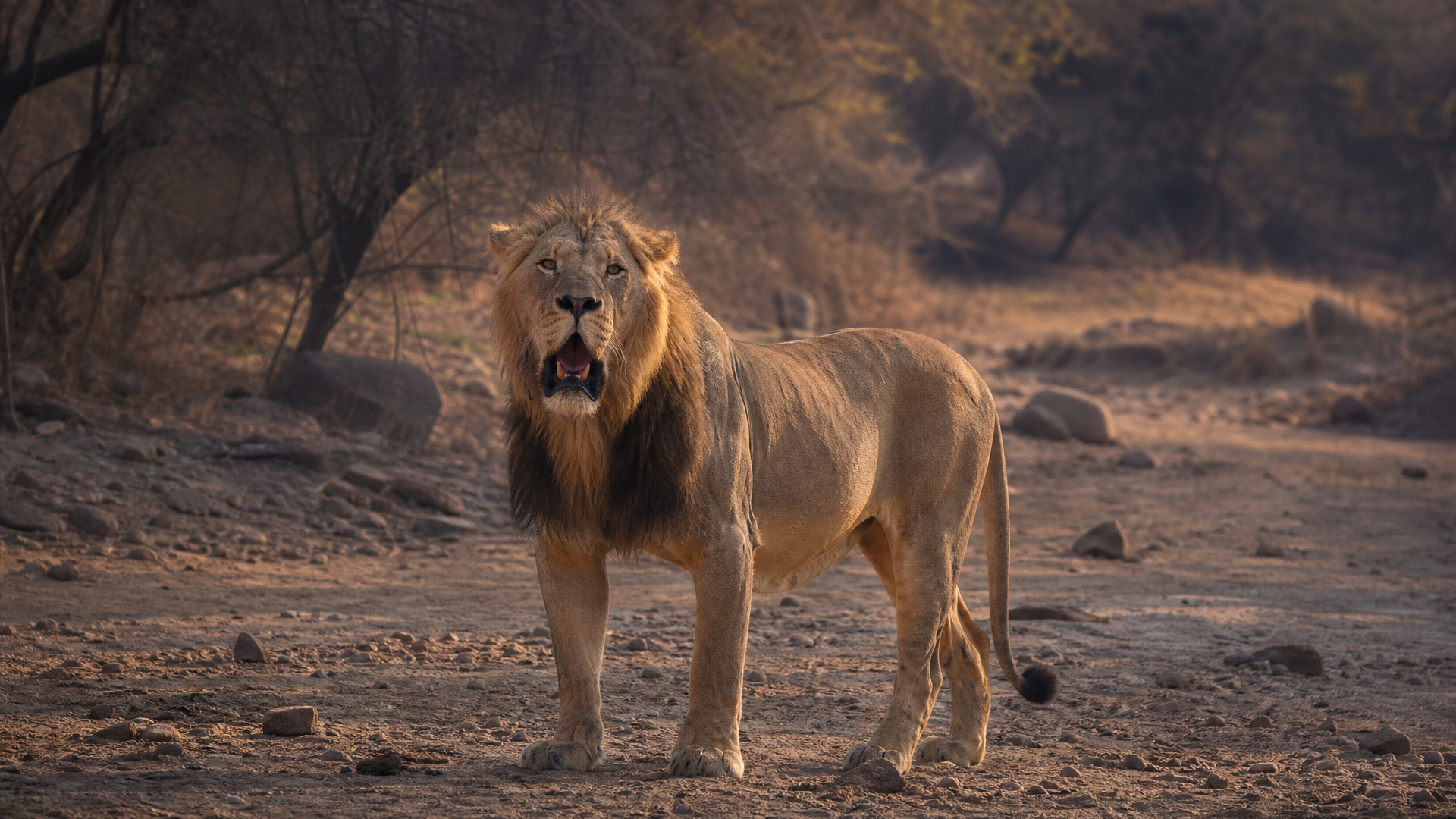 Asiatic Lion - Poster still