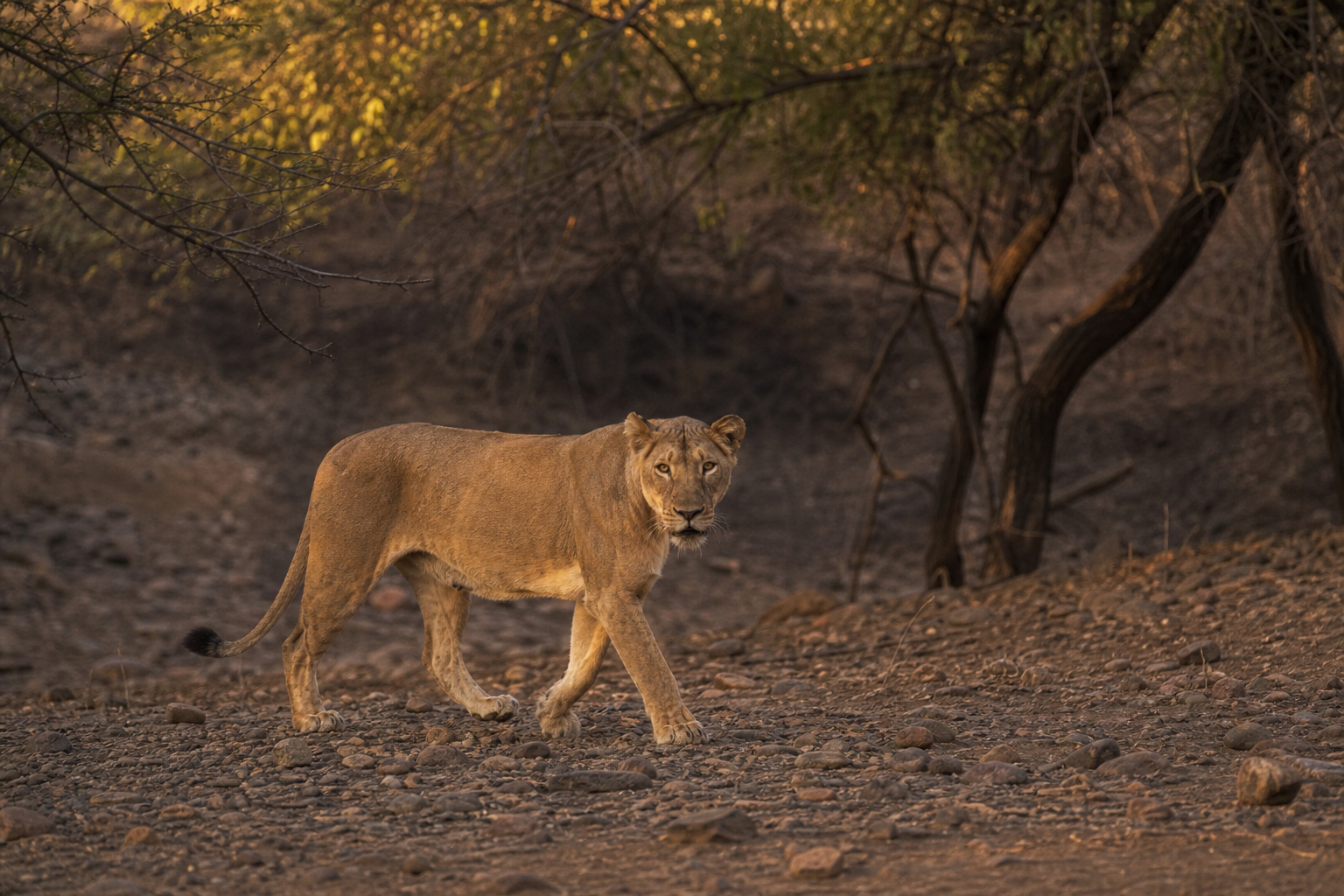 Asiatic Lion