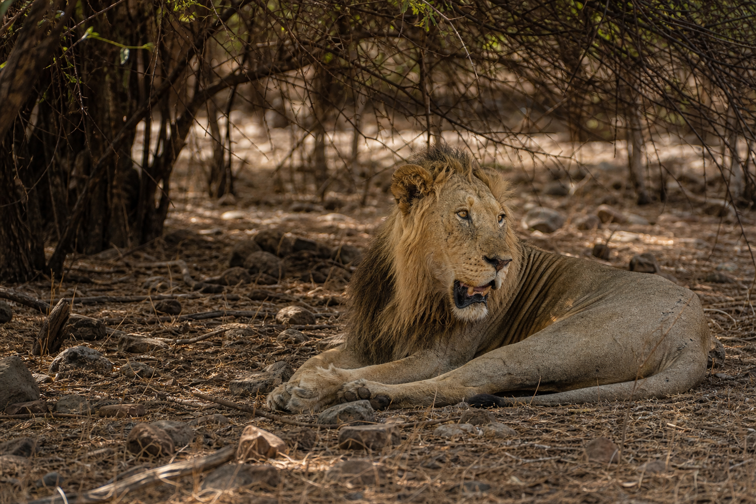 Asiatic Lion - Conservation Photography
