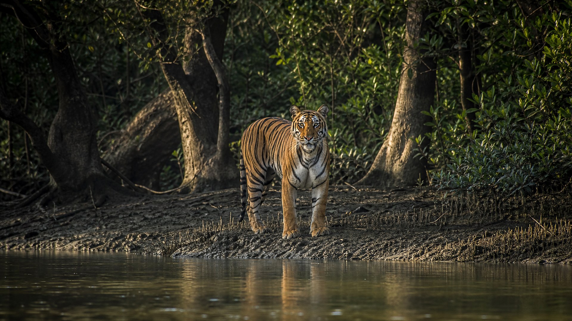 Bengal Tiger - Poster still
