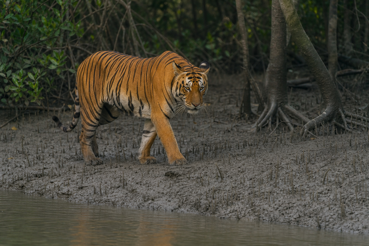 Bengal Tiger