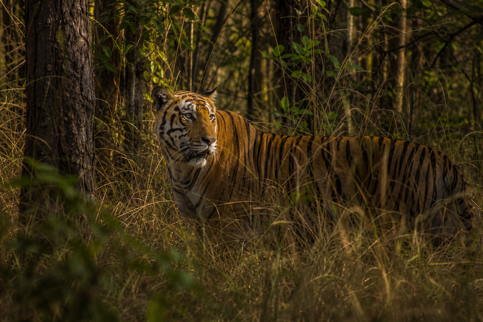 Bengal Tiger - Conservation Photography