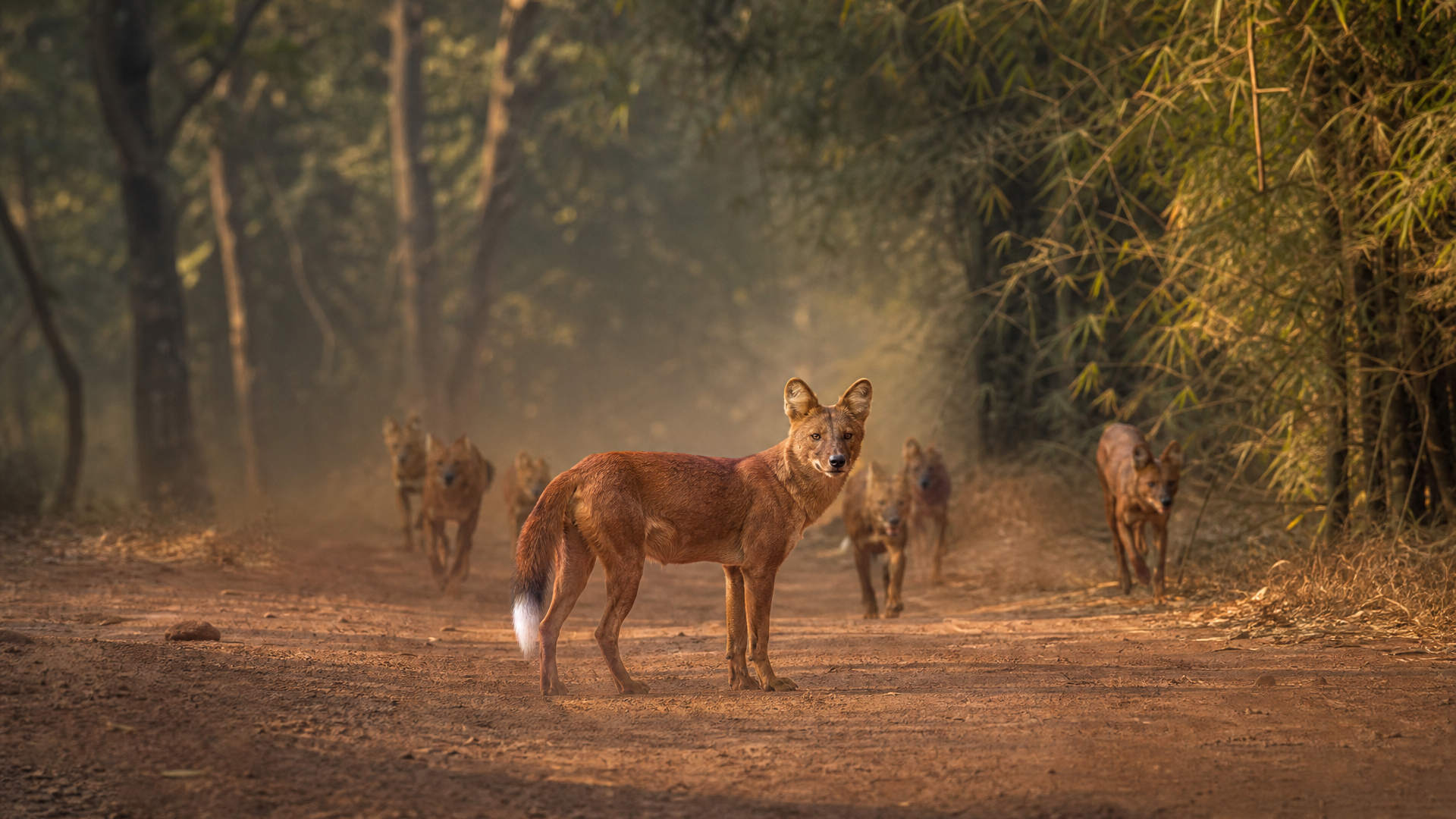 Dhole - Poster still