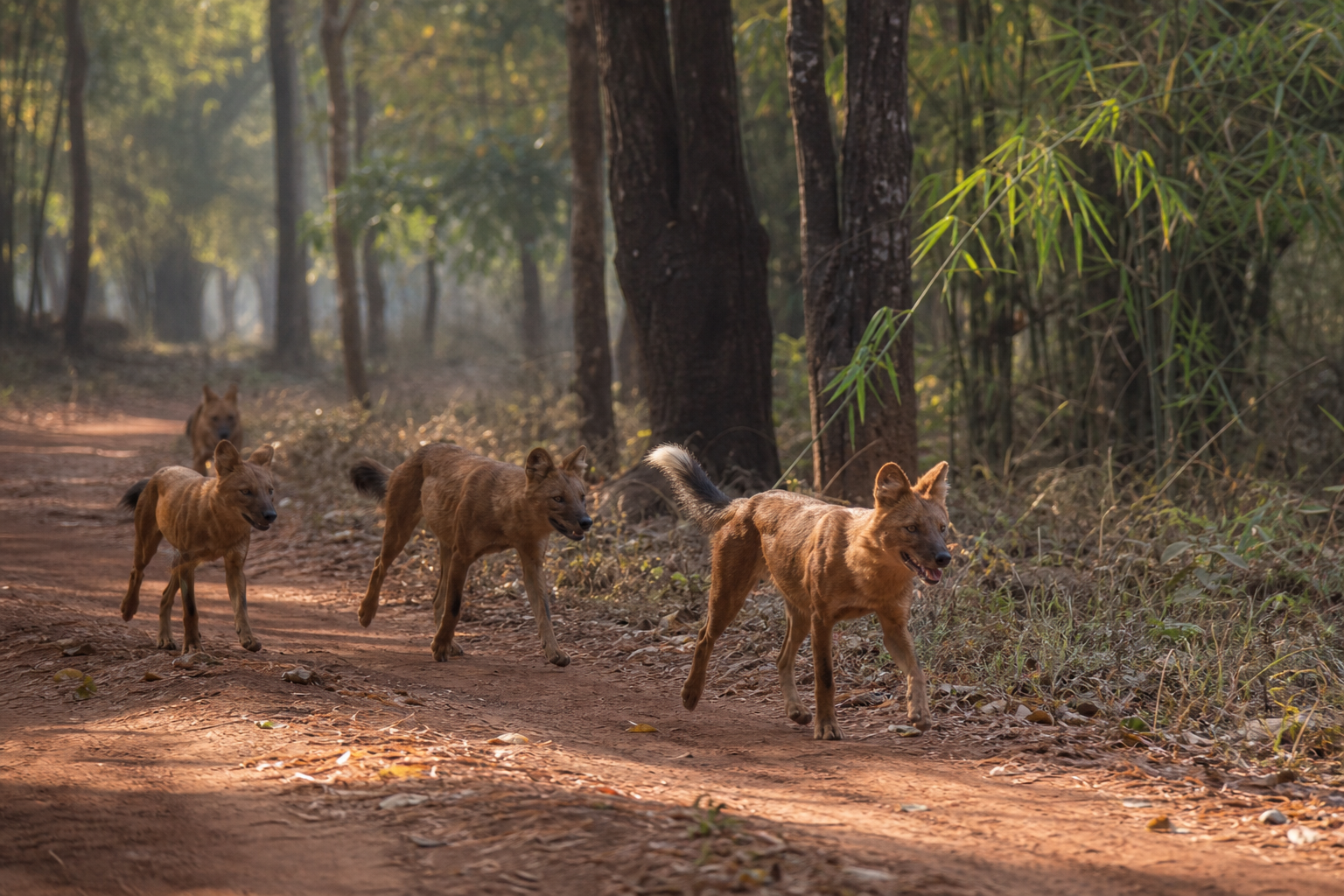 Dhole