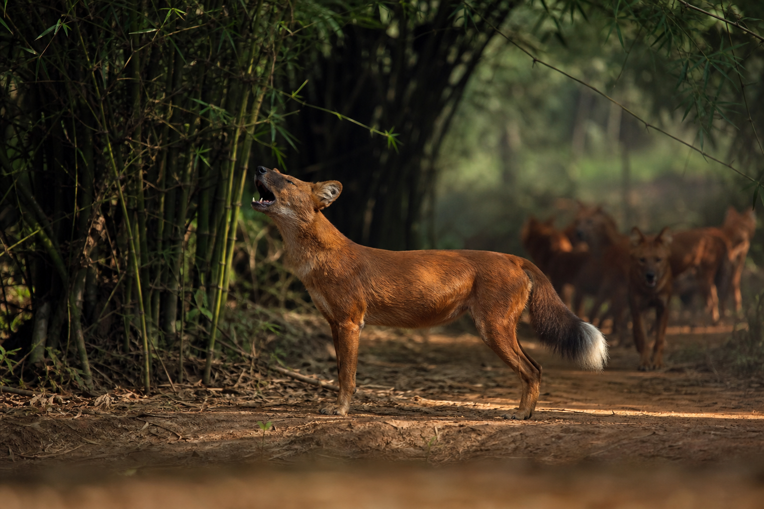 Dhole - Conservation Photography